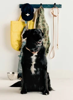 Women Imogene + Willie Accessories|Accessories*emil erwin x i+w dog leash