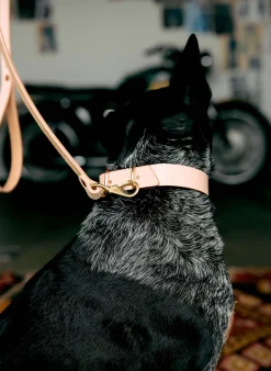 Women Imogene + Willie Accessories|Accessories*emil erwin x i+w dog leash
