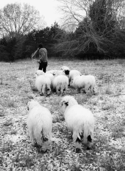 Imogene + Willie Jackets*the fitzroy thermal lined sherpa